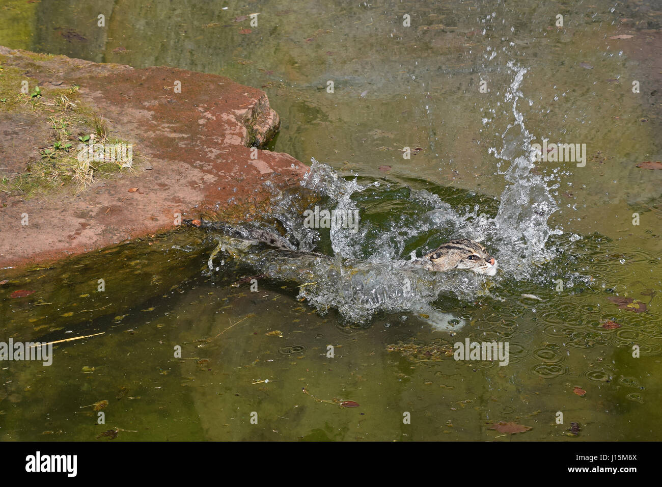 Fischen-Katze (Prionailurus Viverrinus) jagen und Schwimmen im Wasser nach Angriff, hoher Winkel Seitenansicht Stockfoto