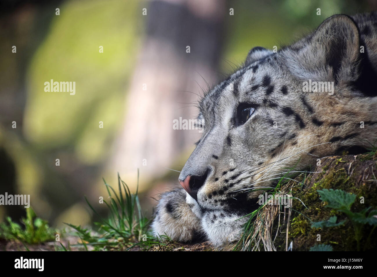 Nahaufnahme Seite Profilbildnis von jungen weiblichen Schneeleopard (oder Unze, Panthera Uncia) auf dem Boden und niedrigen wegsehen neben Kamera, eine Stockfoto