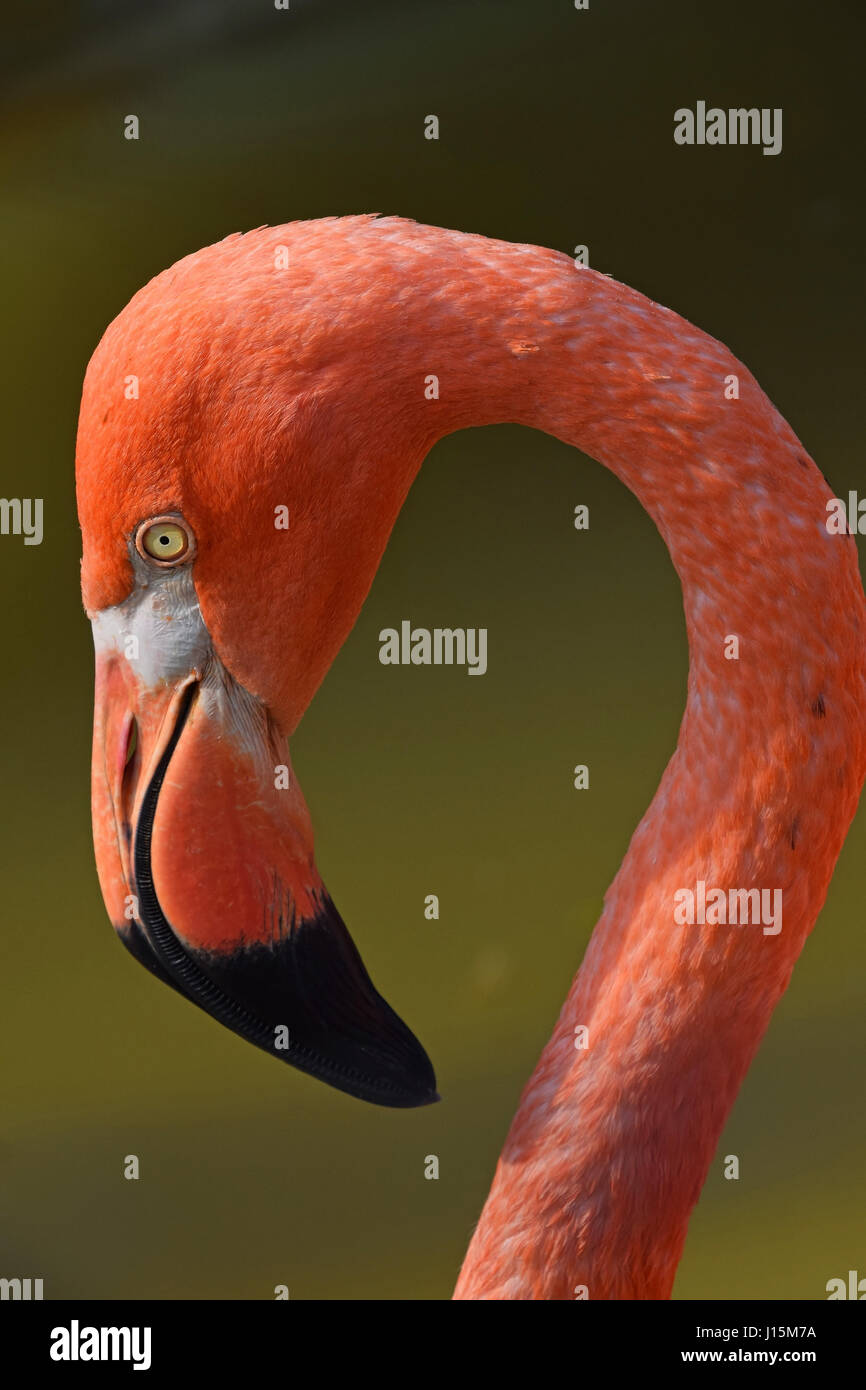 Nahaufnahme Seite Profilbildnis von rosa orange Flamingo, Kopf mit Schnabel, über grüne Hintergrund des Wasser, niedrigen Winkel Ansicht Stockfoto