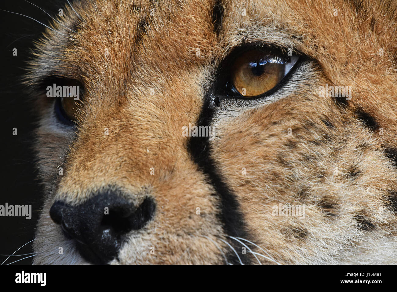Extreme Nahaufnahme Portrait der Gepard (Acinonyx Jubatus) Blick zur Seite der Kamera, niedrigen Winkel Ansicht Stockfoto