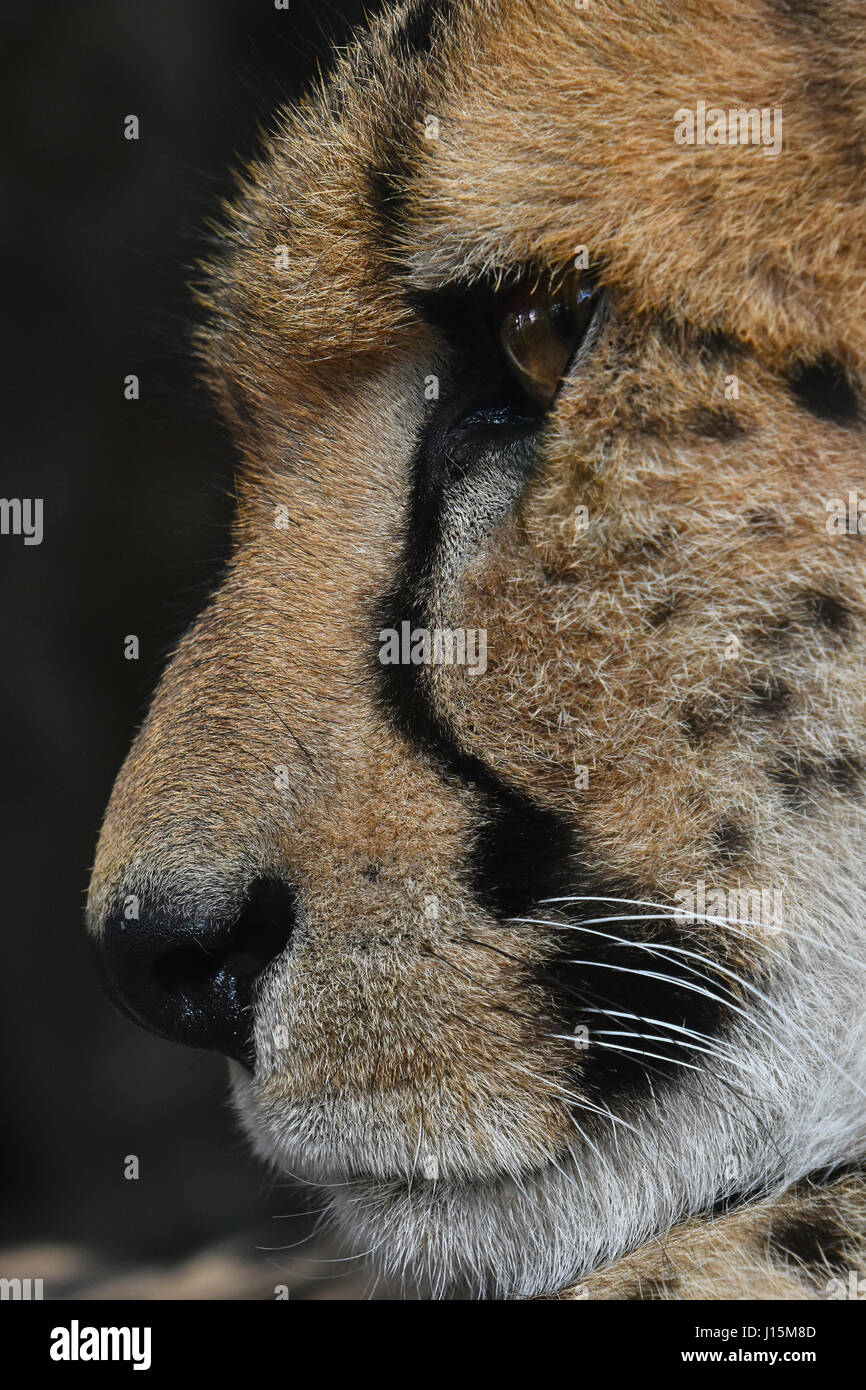 Extreme Nahaufnahme Seite Profilbildnis der Gepard (Acinonyx Jubatus) entfernt, niedrigen Winkel Ansicht suchen Stockfoto