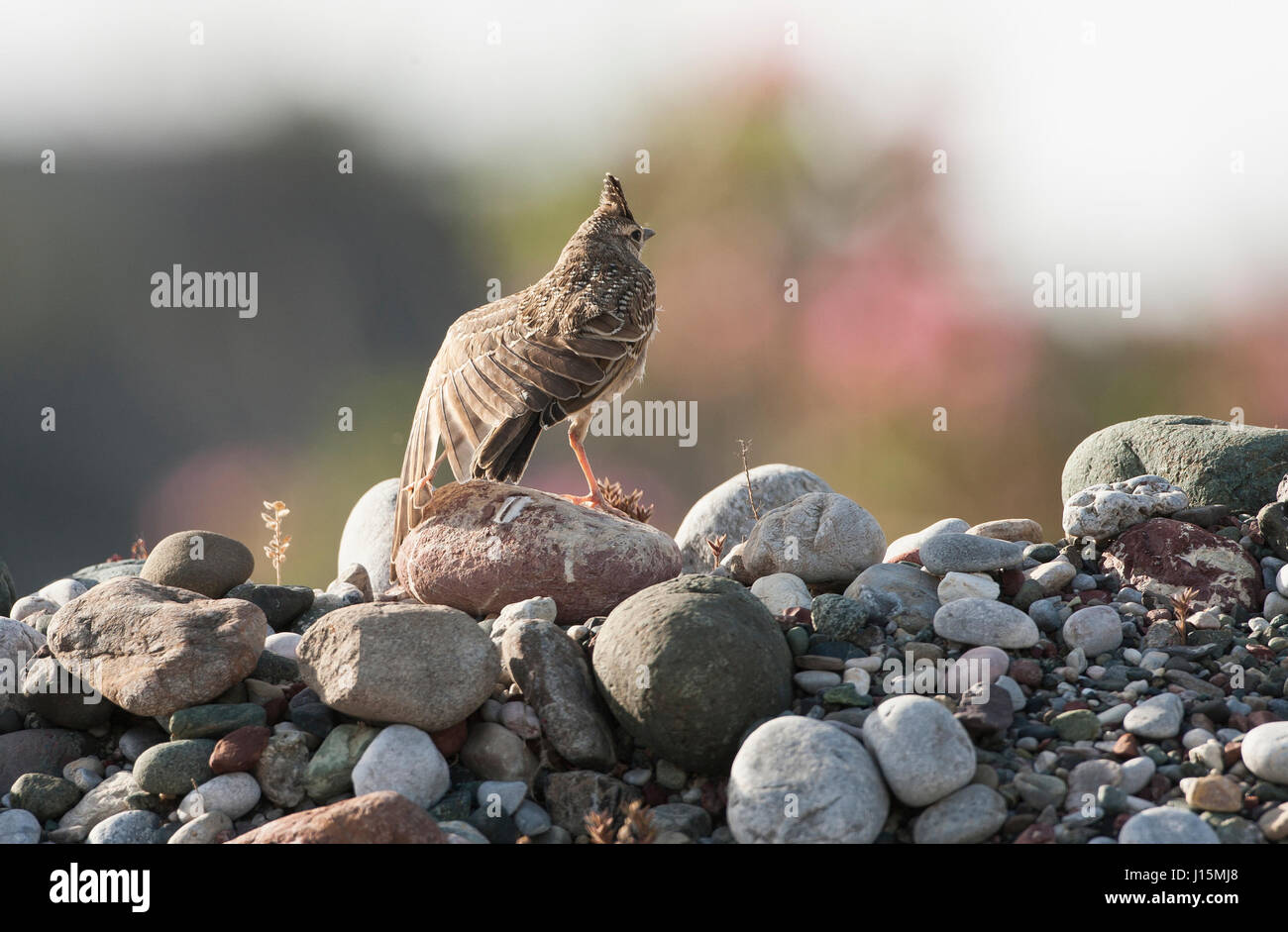 Juvenile erklommene Lerche Galerida Crostata Rhodos im Frühjahr Stockfoto