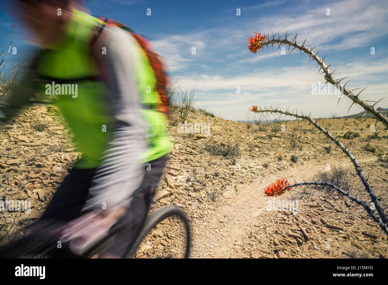 Mountainbiken auf den Lajitas Wanderwege, Big Bend Area, Texas. Stockfoto
