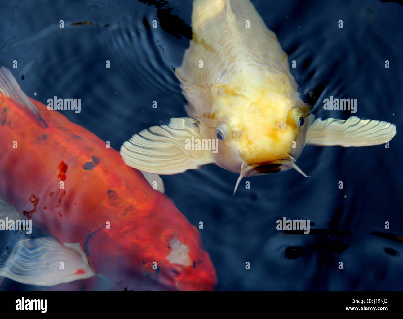 Asiatischer karpfenfisch koi fisch Fotos und Bildmaterial in hoher