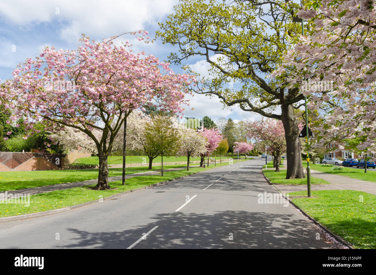 Blühen Bäume säumen Woodbrooke Straße in Bournville, Birmingham Stockfoto