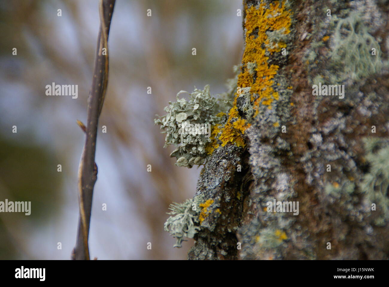 Moos und Flechten hautnah an einem Baum auf Landschaft. Stockfoto