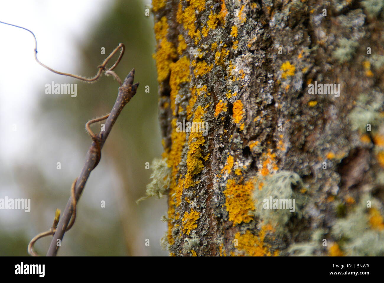 Moos und Flechten hautnah an einem Baum auf Landschaft. Stockfoto