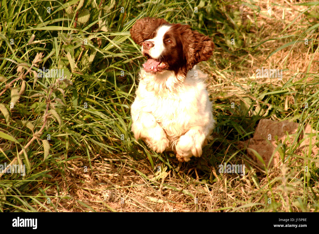 Arbeiten braun & weißen English Springer Spaniel Creggy aufspringend einem Erdwall auf der Suche nach seinem Steinbruch in der Nähe von Millisle, Co Down, Nordirland, Vereinigtes Königreich Stockfoto