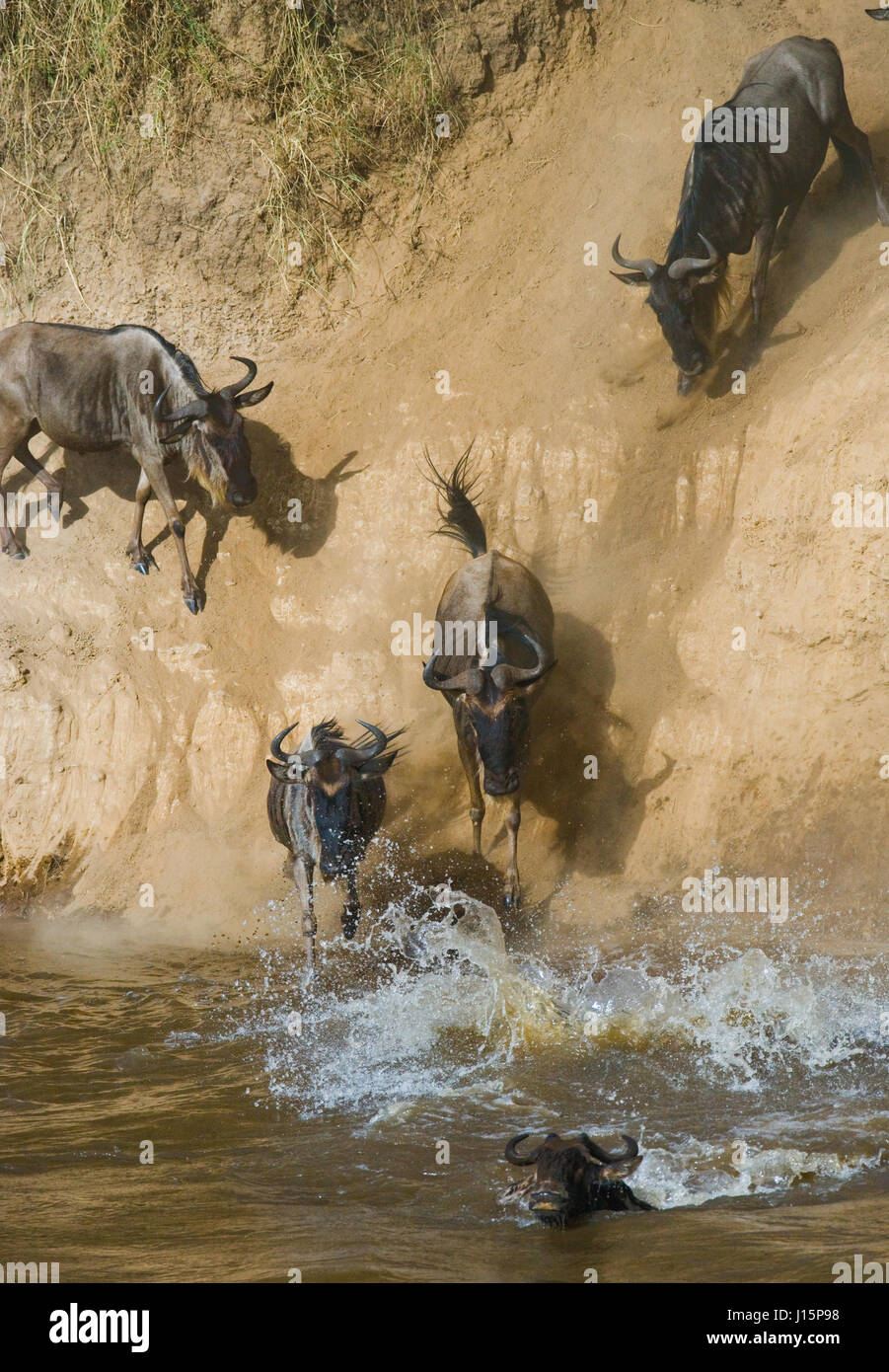 Gnus, der in den Mara River springt. Hervorragende Migration. Kenia. Tansania. Masai Mara Nationalpark. Stockfoto
