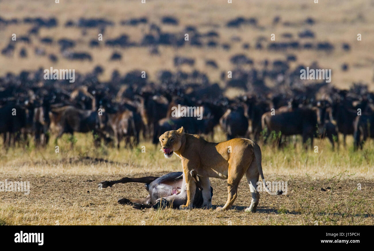 Löwin tötete Gnus. Hervorragende Migration. Kenia. Tansania. Masai Mara Nationalpark. Stockfoto