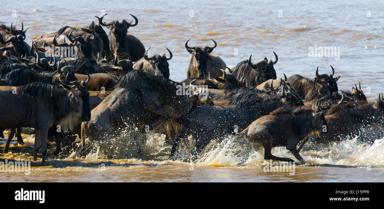 Gnus überqueren den Fluss Mara. Hervorragende Migration. Kenia. Tansania. Masai Mara Nationalpark. Stockfoto