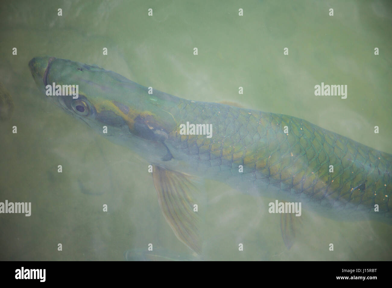 Künstlerische Foto ein Tarpon fischen knapp unterhalb der Oberfläche, ein Fliegenfischer-Traum! Stockfoto