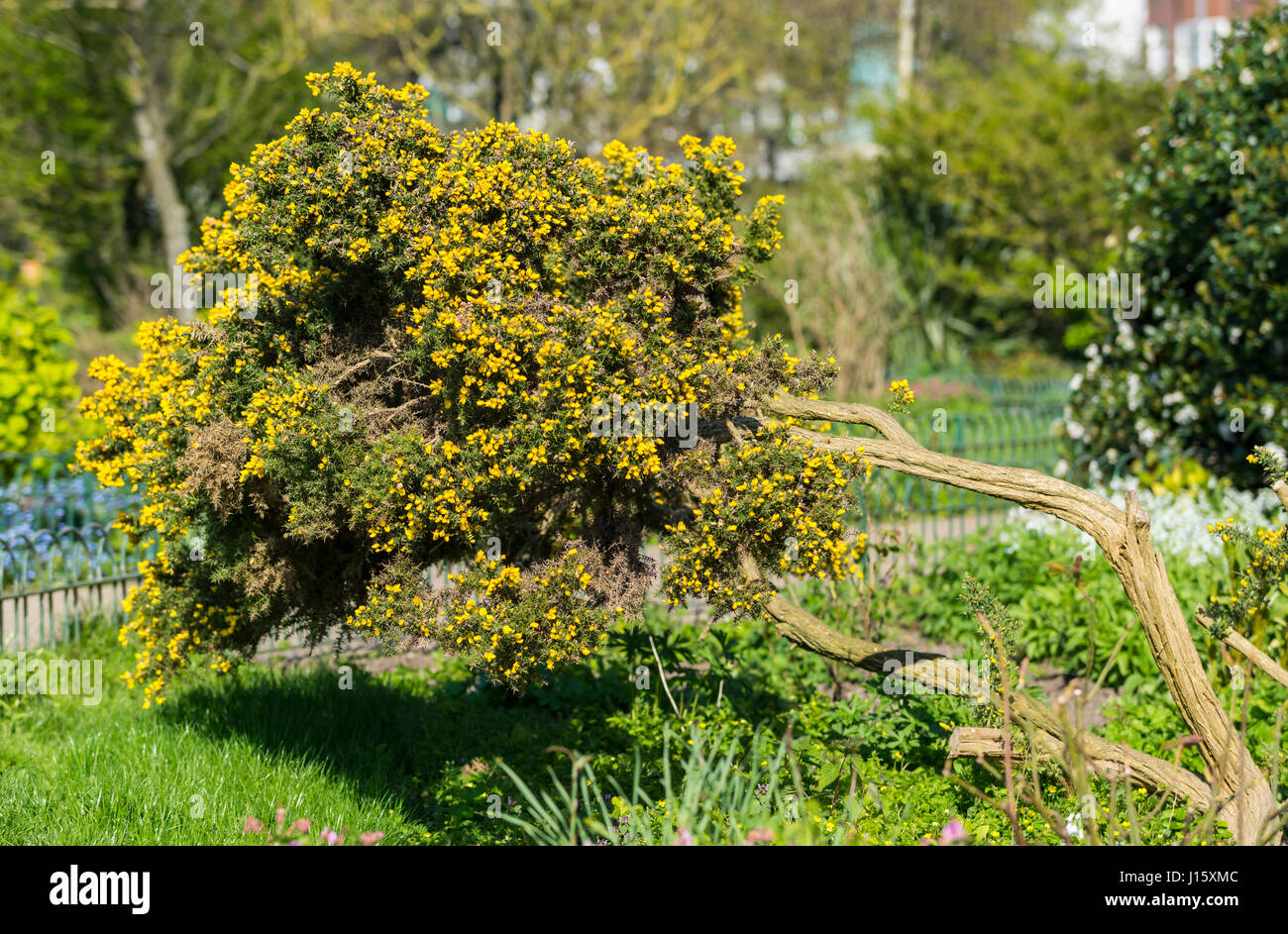 Kleiner Baum umgefallen, nachdem der Stamm schnappte. Stockfoto