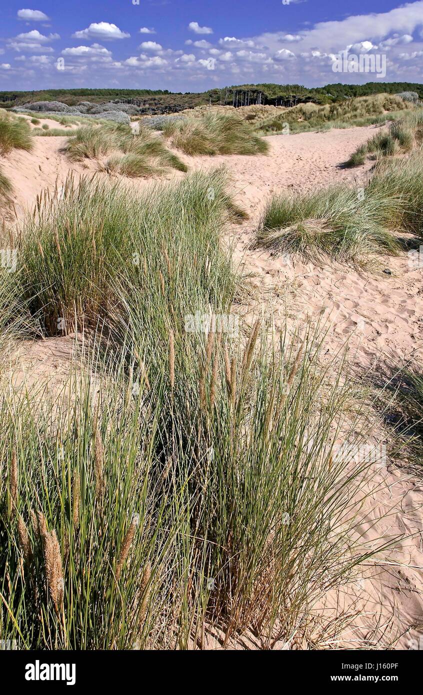 Formby Punkt und Sanddünen. Stockfoto