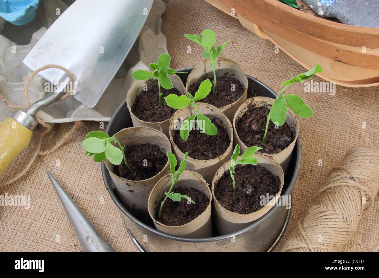 Zuckererbsen junger Lathyrus pencer' gesät in recycelten Toilettenpapier Sündern, an warmen Fensterbank in vintage Kuchenform Container bereit zum Auspflanzen gewachsen Stockfoto