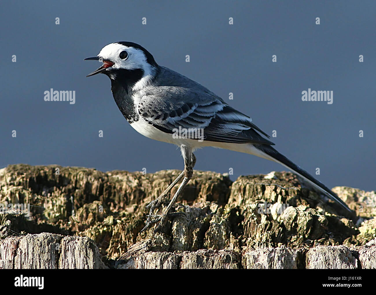 Männliche weiße Bachstelze (Motacilla Alba) ins Lied Stockfoto