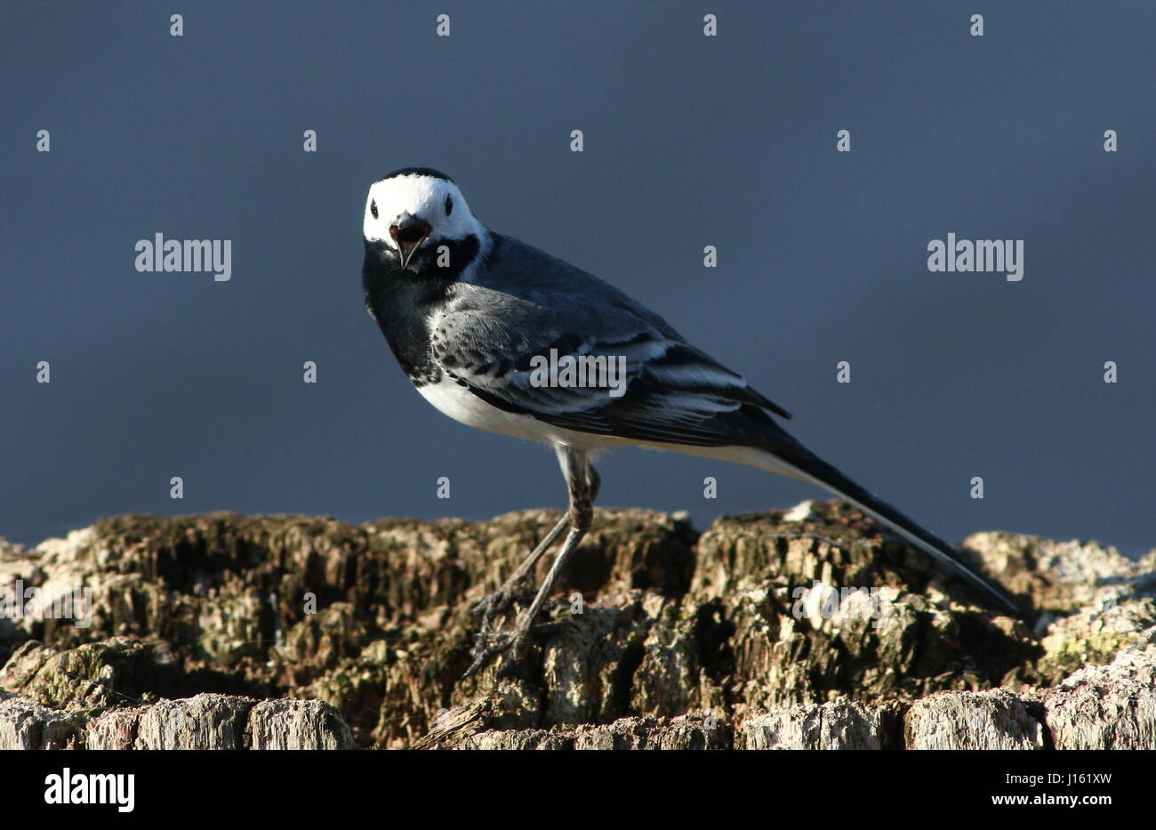Männliche weiße Bachstelze (Motacilla Alba) ins Lied Stockfoto