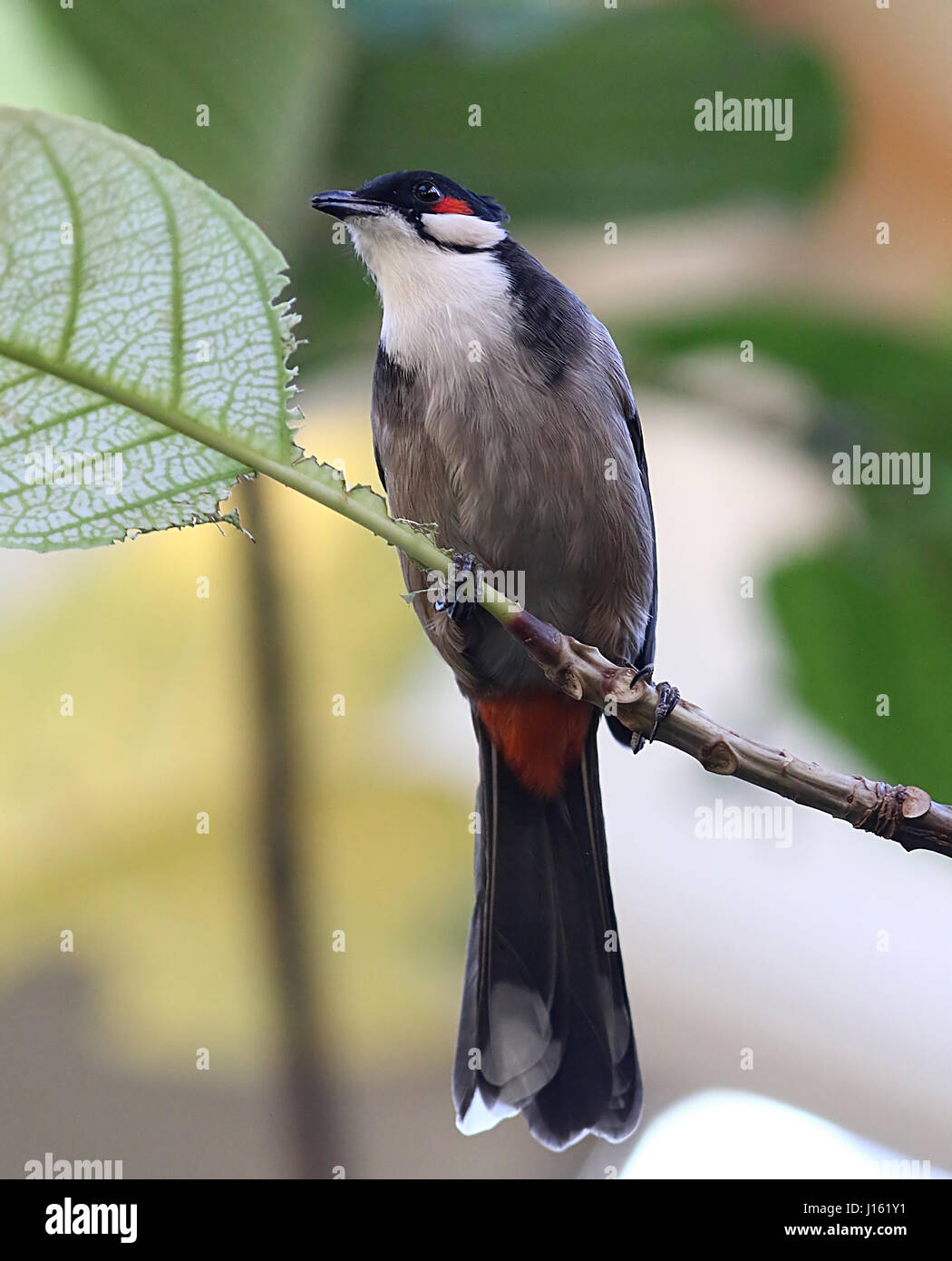 Männliche Southeast Asian rot-Schnurrbärtiger Bulbul (Pycnonotus Jocosus) Stockfoto