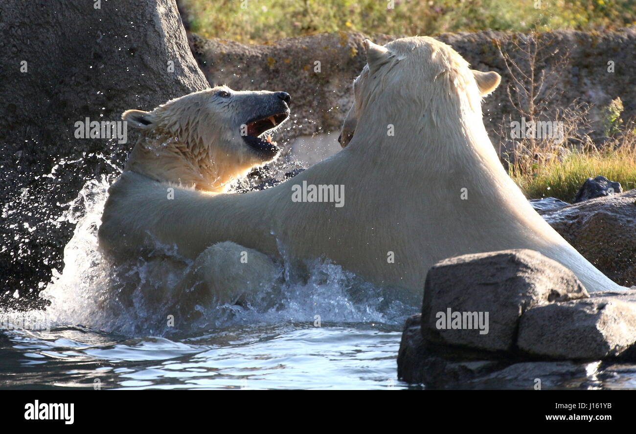 Aggressiven weiblichen Eisbären (Ursus Maritimus) kämpfen im Wasser Stockfoto