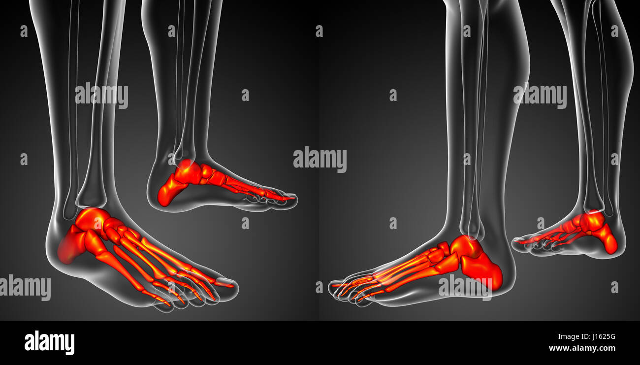 3D Rendering Darstellung der Anatomie des Fußes Knochen Stockfoto