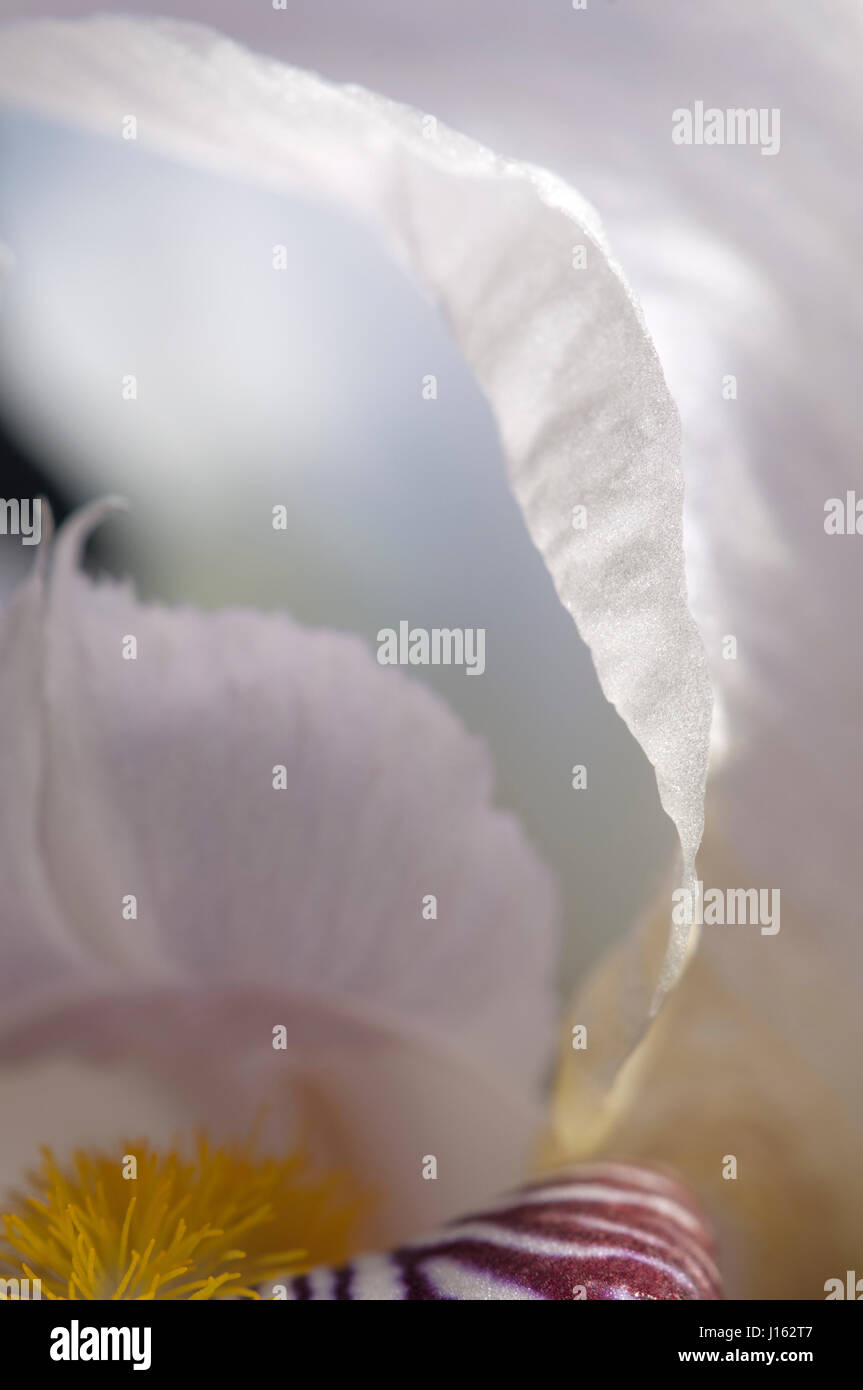 Iris Blume Fragment Makroaufnahme lokalen Fokus Stockfoto