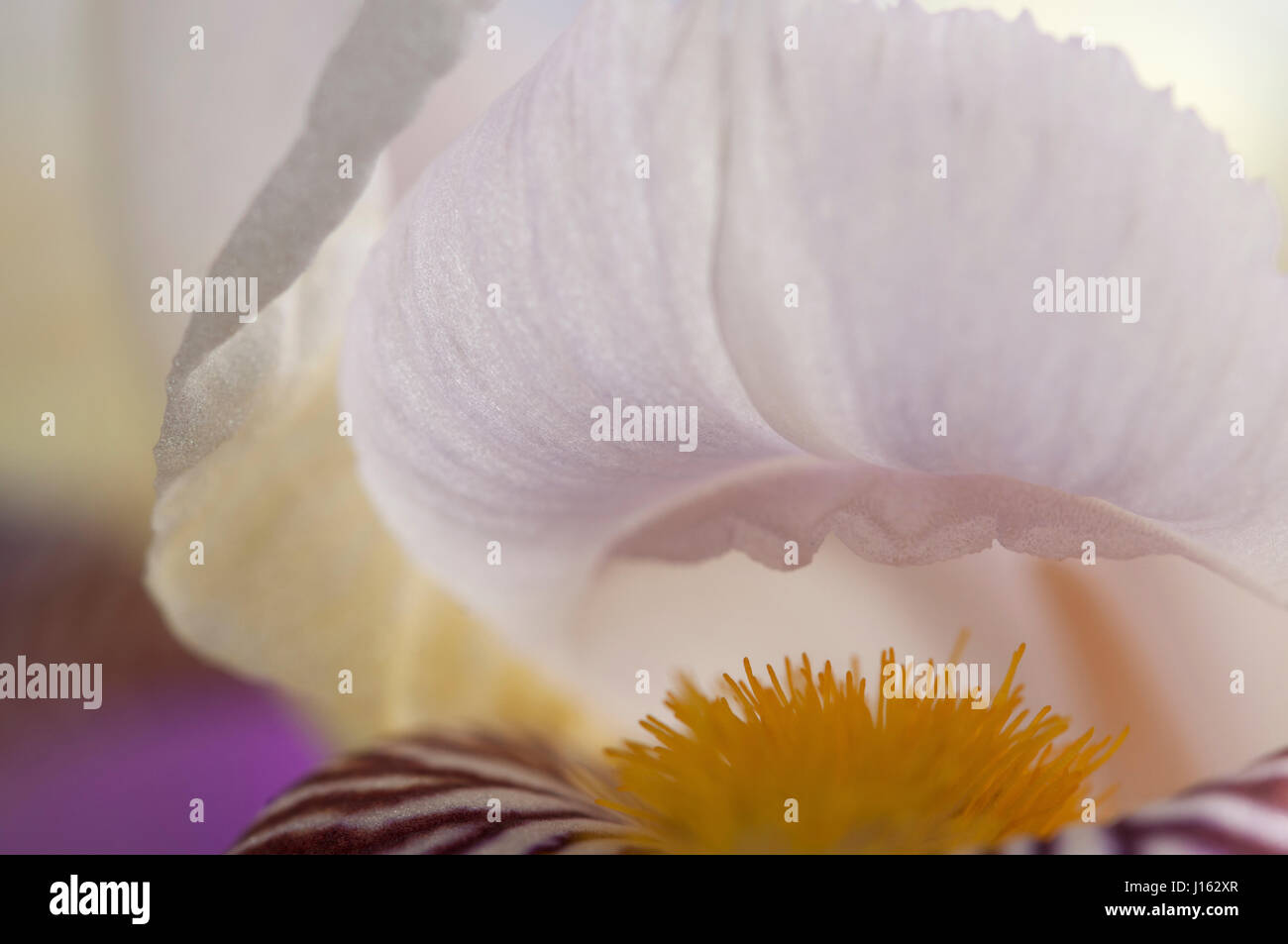Iris Blume Fragment Makroaufnahme lokalen Fokus Stockfoto