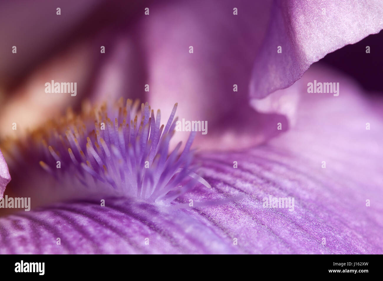Iris Blume Fragment Makroaufnahme lokalen Fokus Stockfoto