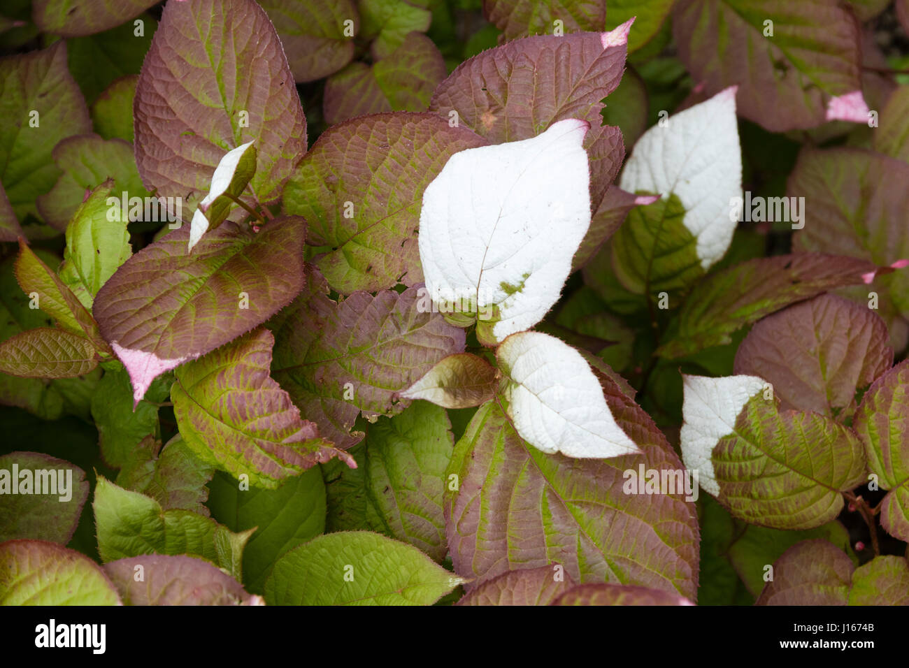Weißen jungen Blätter der hardy selbst anhaftende Kletterer, Schnitt Kolomikta gespült Stockfoto