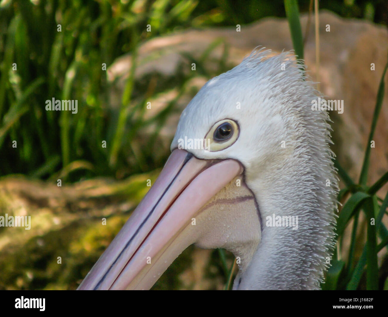 Australische Pelican Nahaufnahme des Gesichts in Gefangenschaft im Zoo von Adelaide Stockfoto