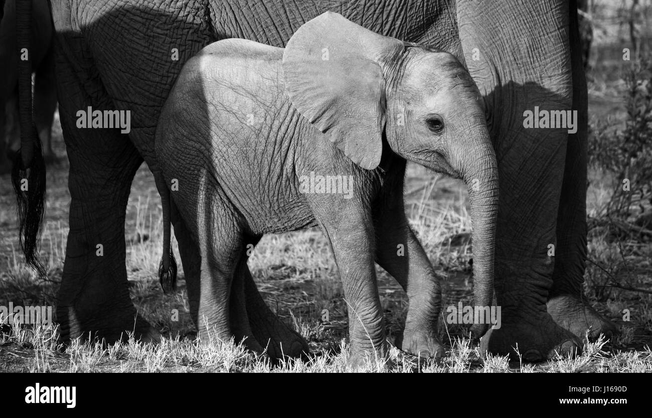 Afrikanischer Elefant mit baby Stockfoto