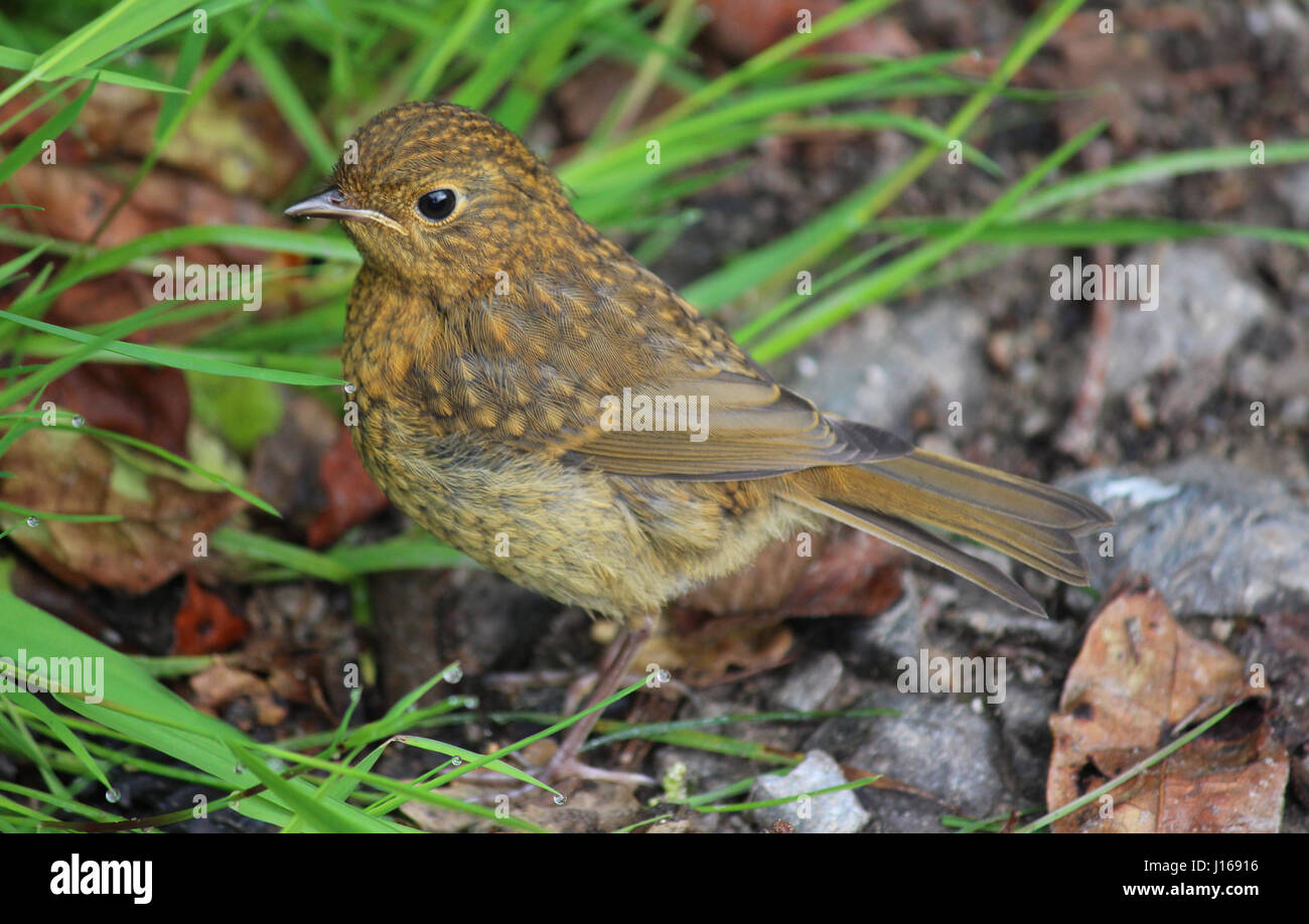 Young-Robin stand stolz Stockfoto