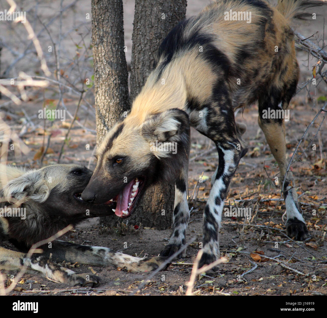 Afrikanische Wildhunde Gruß Stockfoto