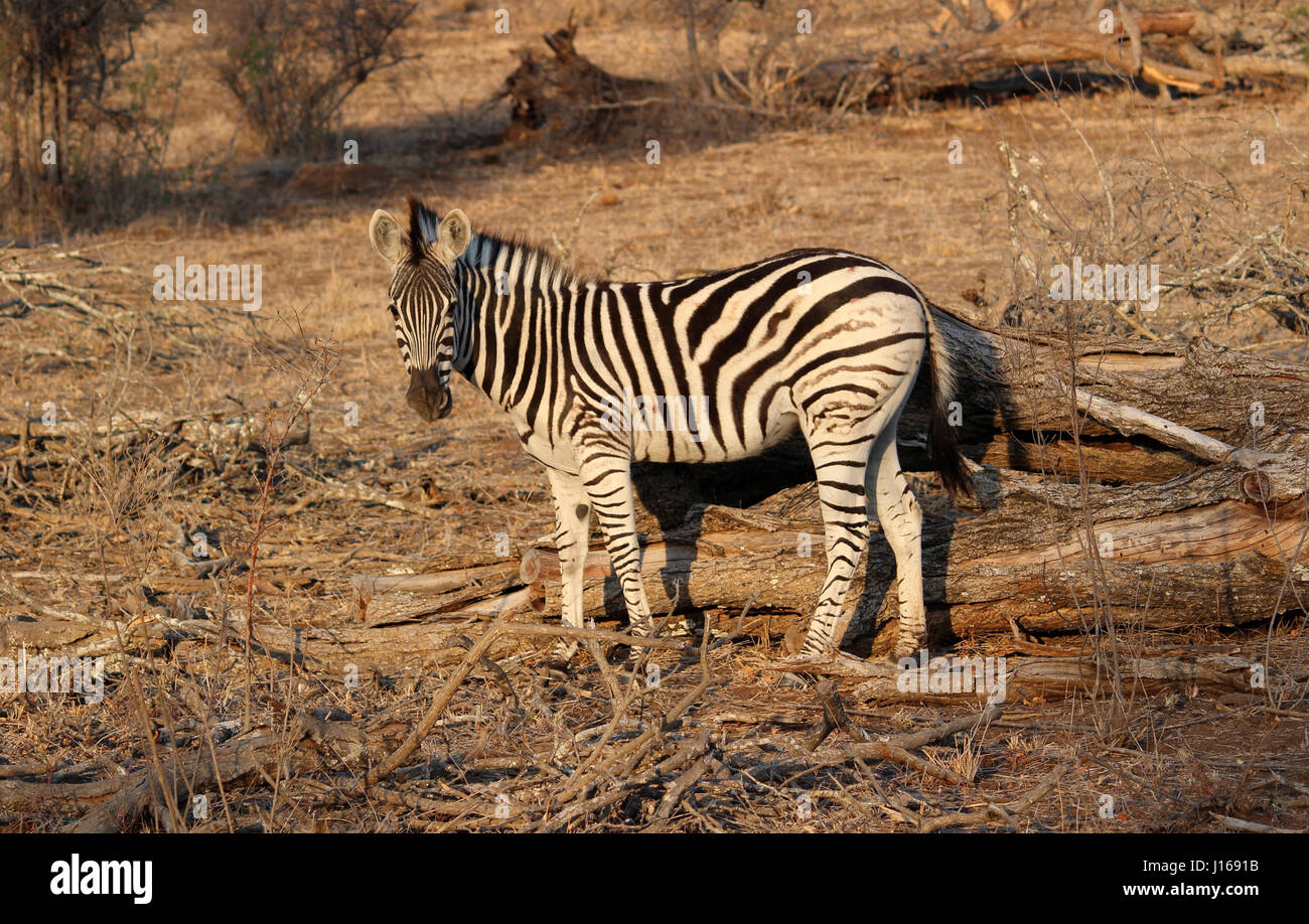Zebra, ein direkter Blick in die Kamera Stockfoto