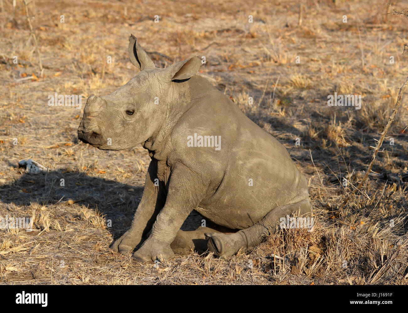 Nashorn-Kalb ruhen in der südafrikanischen Sonne Stockfoto