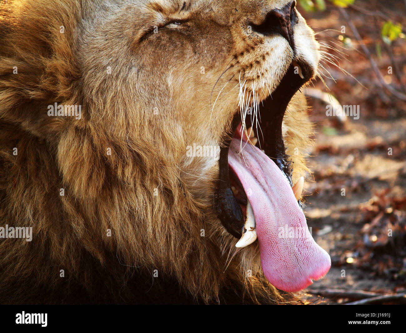 Löwen Gähnen mit Zunge heraus Stockfoto