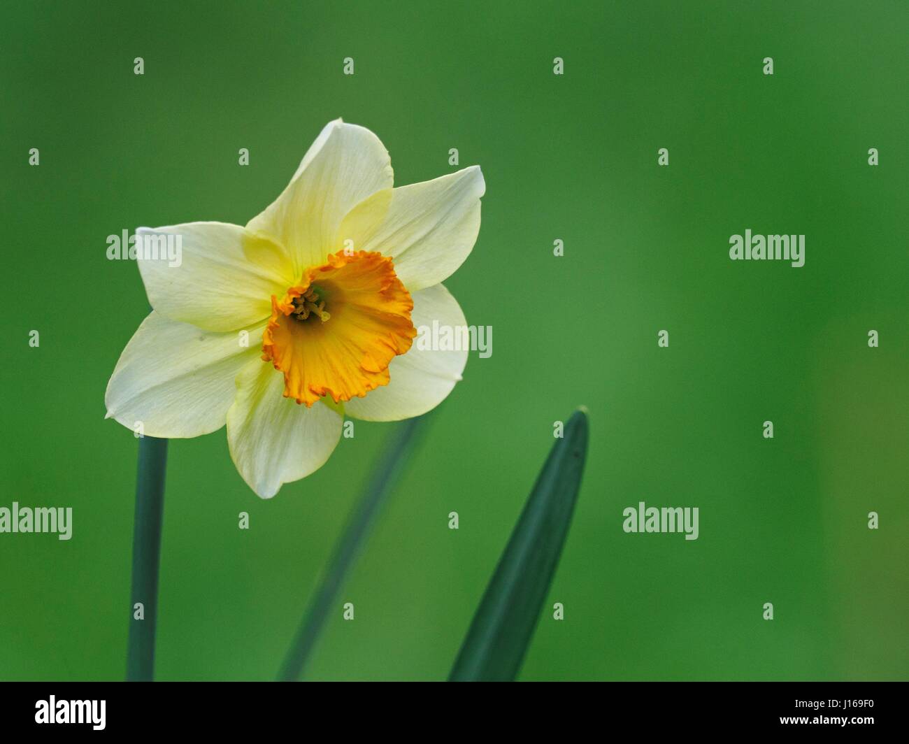 Narzisse, wild, Blüte Stockfoto