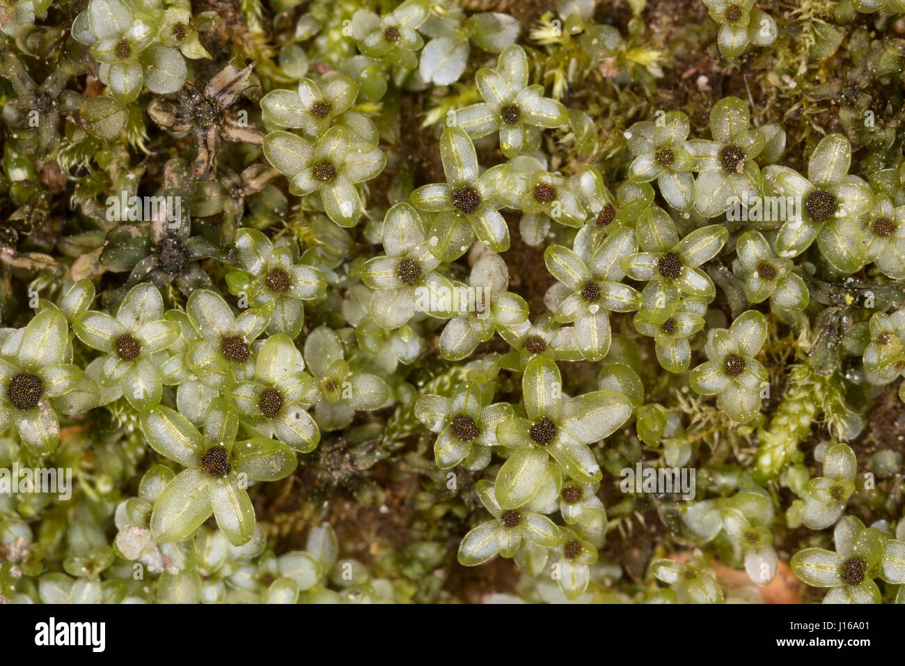 Punktiertes Wurzelsternmoos, Wurzel-Sternmoos, Rhizomnium Punctatum, Mnium Punctatum, gepunktete Thymian-Moos, Rhizomnium Moos Stockfoto