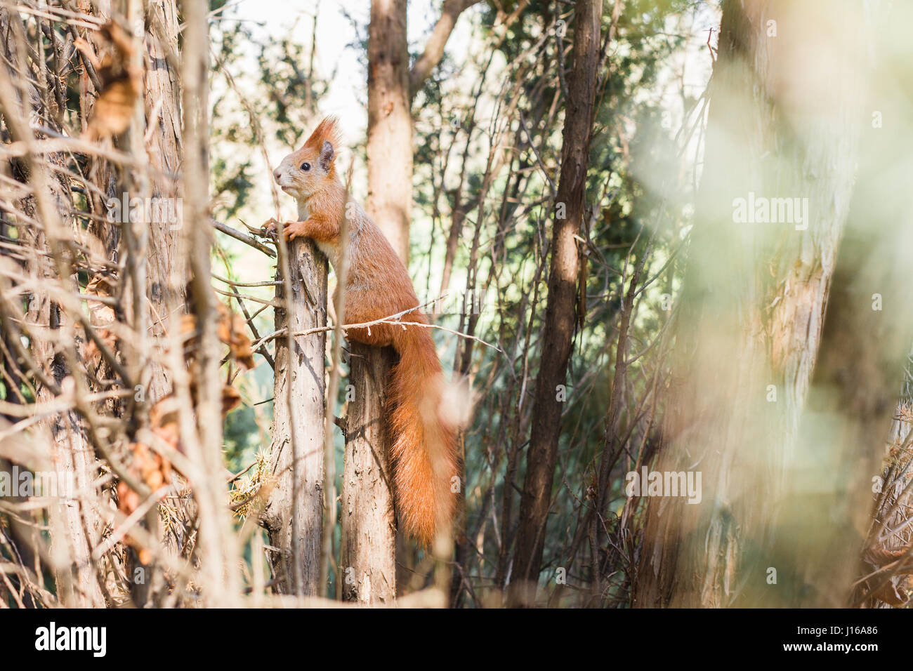 Niedliche Eichhörnchen, Frühlingswald, wilde Natur Tiere Stockfoto
