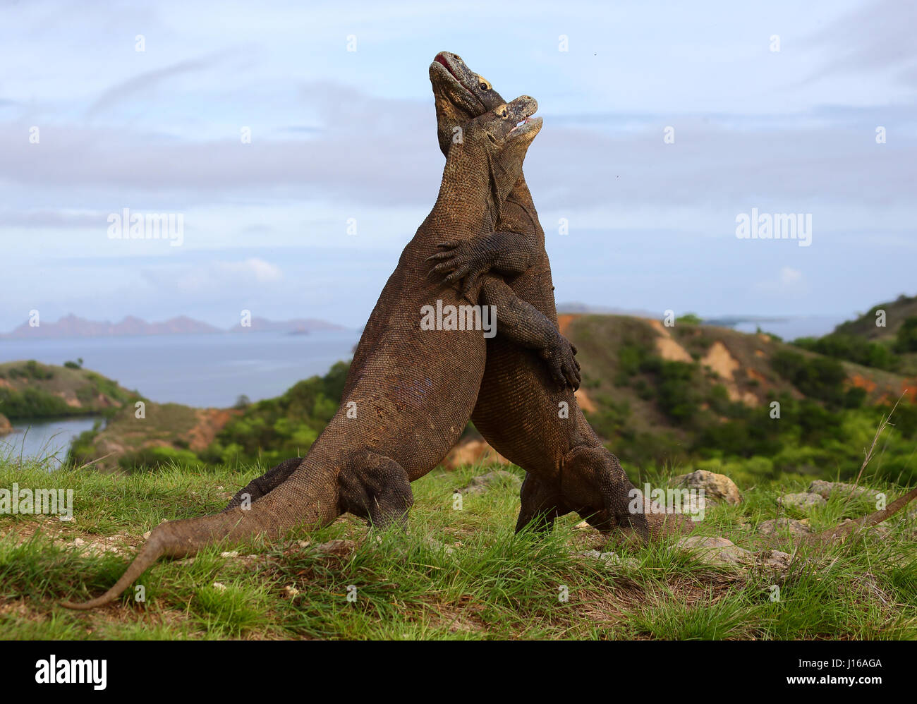 DIE epischen Endkampf Szene aus aktuellen Blockbuster Jurassic World wurde durch ein paar wilde Komodo Drachen auf einem Mini-Maßstab nachgebaut. Bilder aus einer Entfernung von nur zehn Yards Weg zeigen zwei unseres Planeten größte Reptilien gehen Kopf an Kopf in diesem Marathon Kampf dauert zwei Runden von jeweils 30 Sekunden. Trotz sah aus wie ein Hollywood-Film diese Bilder eingestellt wurden in der Tat in der freien Wildbahn. Stockfoto