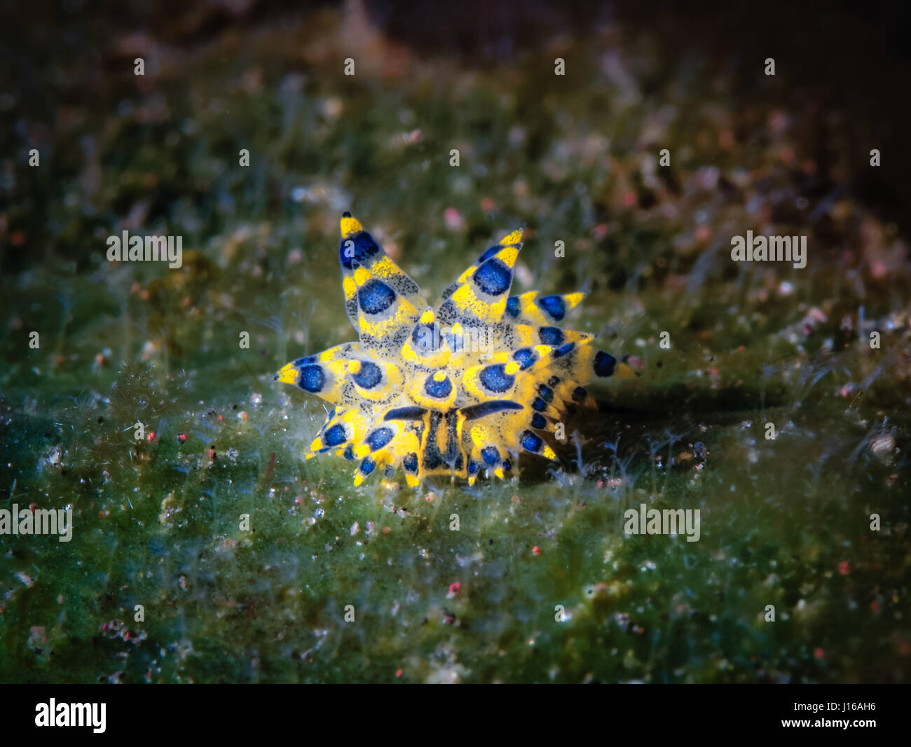 KÖNNTE diese unterseeische Critter, die sieht aus wie ein grünes Schaf das süßeste Mini-Seabeast auf dem Planeten sein? Bilder von Bankkaufmann mit einer Leidenschaft für den Tauchsport zeigt wie dieses helle grüne Meeresschnecke streift sogar auf kleinen Meerespflanzen Algen wie die Schafe sind wir damit vertraut mit Rasen knabbern gerne genannt. Nannte "Costasiella" von Meeresforschern diese Unterwasser Geschöpf ist so süß wegen der Nähe zu seinen schwarzen Augen, was in der Meeresschnecke Familie außerordentlich selten ist. Lynn Wu aus Taiwan fotografierte die herzerwärmende Unterwasser beim Tauchen vor der Küste von Wendekreis Stockfoto