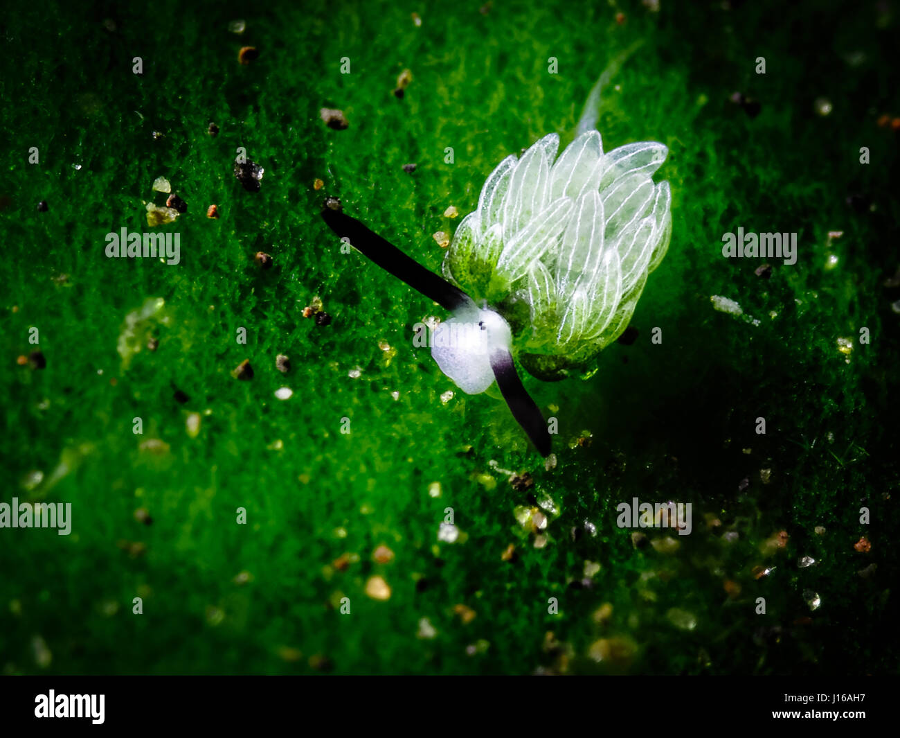 KÖNNTE diese unterseeische Critter, die sieht aus wie ein grünes Schaf das süßeste Mini-Seabeast auf dem Planeten sein? Bilder von Bankkaufmann mit einer Leidenschaft für den Tauchsport zeigt wie dieses helle grüne Meeresschnecke streift sogar auf kleinen Meerespflanzen Algen wie die Schafe sind wir damit vertraut mit Rasen knabbern gerne genannt. Nannte "Costasiella" von Meeresforschern diese Unterwasser Geschöpf ist so süß wegen der Nähe zu seinen schwarzen Augen, was in der Meeresschnecke Familie außerordentlich selten ist. Lynn Wu aus Taiwan fotografierte die herzerwärmende Unterwasser beim Tauchen vor der Küste von Wendekreis Stockfoto