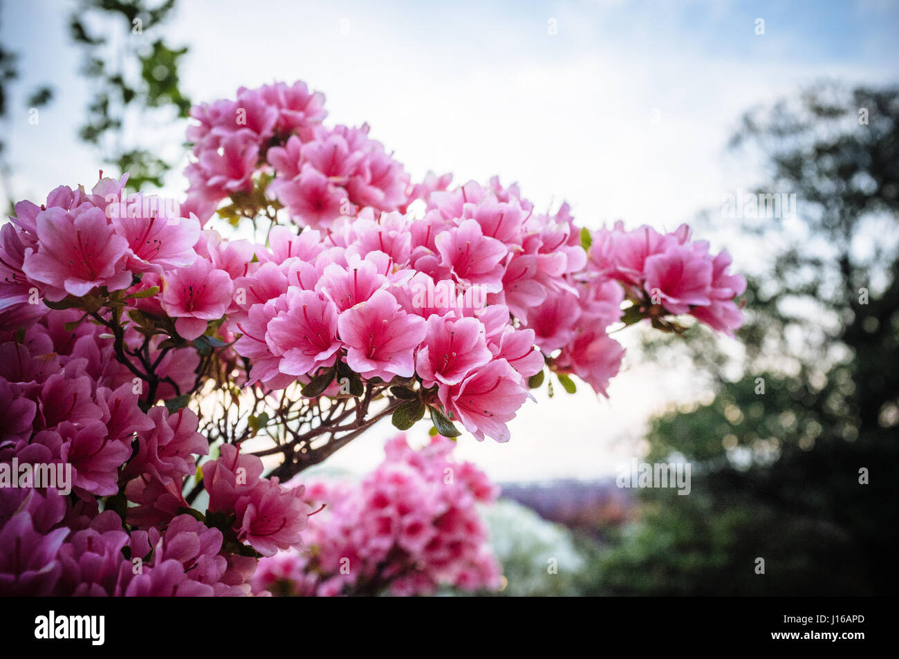 WIE A echte Version von dem Baum des Lebens aus dem Film Avatar ist diese 144 - Jahre alten Glyzinien in voller Blüte ein unvergesslicher Anblick. 15-Fuß über dem Boden hängen und vertuschen, eine unglaubliche 2.000 Quadrat-Yards, die dieses Klettern Glyzinien geschickt mit einem Metallgerüst erstelle ich eine tolle Baldachin lila Blüte im April ausgesetzt worden ist. Der Londoner Designer Peter Lourenco (40) nahm die unglaubliche Bilder während des Besuchs Ashikaga Blumenpark in Japan. Stockfoto