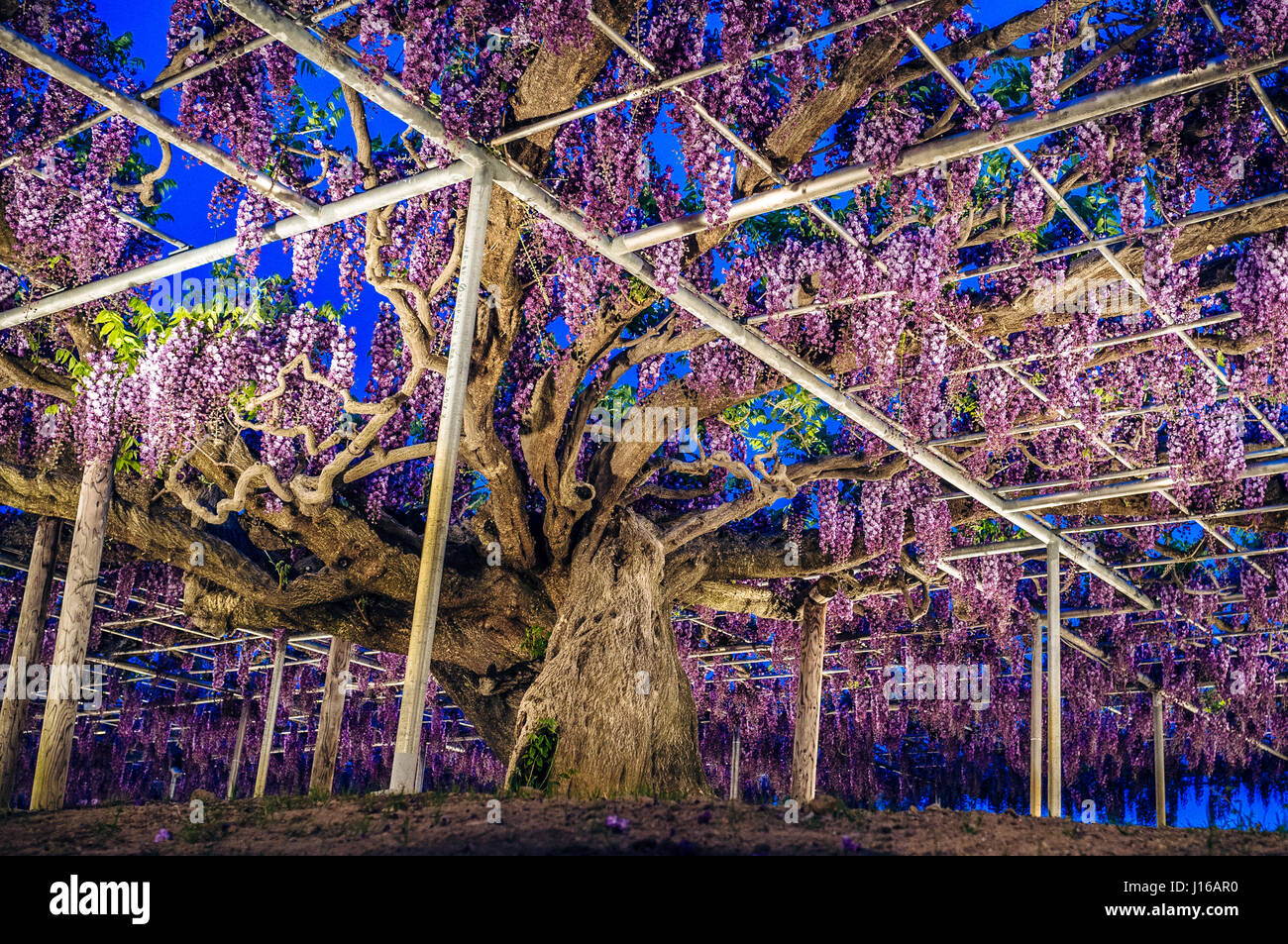 WIE A echte Version von dem Baum des Lebens aus dem Film Avatar ist diese 144 - Jahre alten Glyzinien in voller Blüte ein unvergesslicher Anblick. 15-Fuß über dem Boden hängen und vertuschen, eine unglaubliche 2.000 Quadrat-Yards, die dieses Klettern Glyzinien geschickt mit einem Metallgerüst erstelle ich eine tolle Baldachin lila Blüte im April ausgesetzt worden ist. Der Londoner Designer Peter Lourenco (40) nahm die unglaubliche Bilder während des Besuchs Ashikaga Blumenpark in Japan. Stockfoto