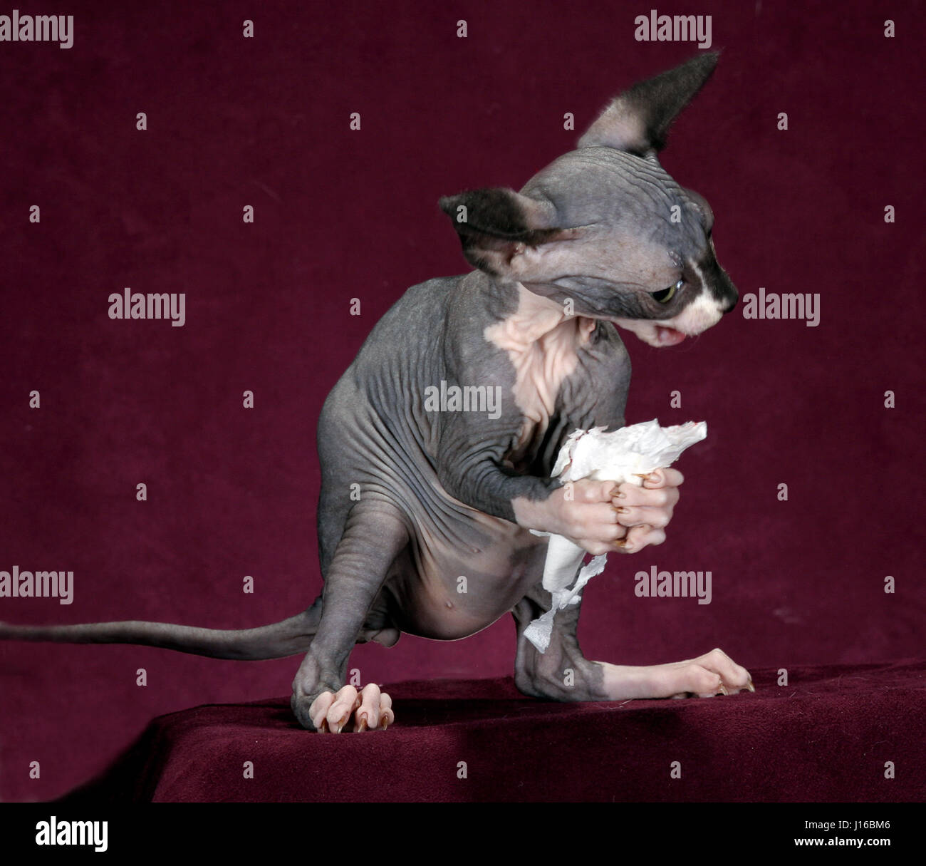 PLYMOUTH, UK: Sphinx Katzen sehen aus wie Gremlins – kleine Monster in diesem Foto-Shooting mit einem Unterschied. Diese SQUABBLING-Familie also aussehen wie ein Rudel von Dämonen als Mutter versucht, ihr frechen Kätzchen zu disziplinieren. Mutter Cleo fand sich mit schelmischen Mühe laid-back Tochter Pinky verhindern, nachdem er auf seine Schwester Kommissionierung war. Wie diese Bilder zeigen sieht der kurze Kampf höllischen. Wie andere Fotos beweisen, die teuflisch aussehenden Katzen können aber wiederum in perfekte kleine Engel in der ein Wimpernschlag. Die besondere Rasse Name Sphinx Katzen schauen ganz behaart und haben riesige Ohren, sie Schnitt aussehen zu machen Stockfoto
