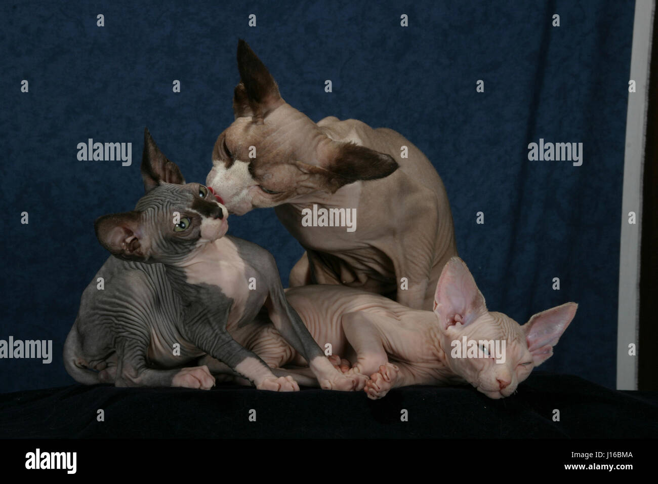 PLYMOUTH, UK: Sphinx Katzen sehen aus wie Gremlins – kleine Monster in diesem Foto-Shooting mit einem Unterschied. Diese SQUABBLING-Familie also aussehen wie ein Rudel von Dämonen als Mutter versucht, ihr frechen Kätzchen zu disziplinieren. Mutter Cleo fand sich mit schelmischen Mühe laid-back Tochter Pinky verhindern, nachdem er auf seine Schwester Kommissionierung war. Wie diese Bilder zeigen sieht der kurze Kampf höllischen. Wie andere Fotos beweisen, die teuflisch aussehenden Katzen können aber wiederum in perfekte kleine Engel in der ein Wimpernschlag. Die besondere Rasse Name Sphinx Katzen schauen ganz behaart und haben riesige Ohren, sie Schnitt aussehen zu machen Stockfoto