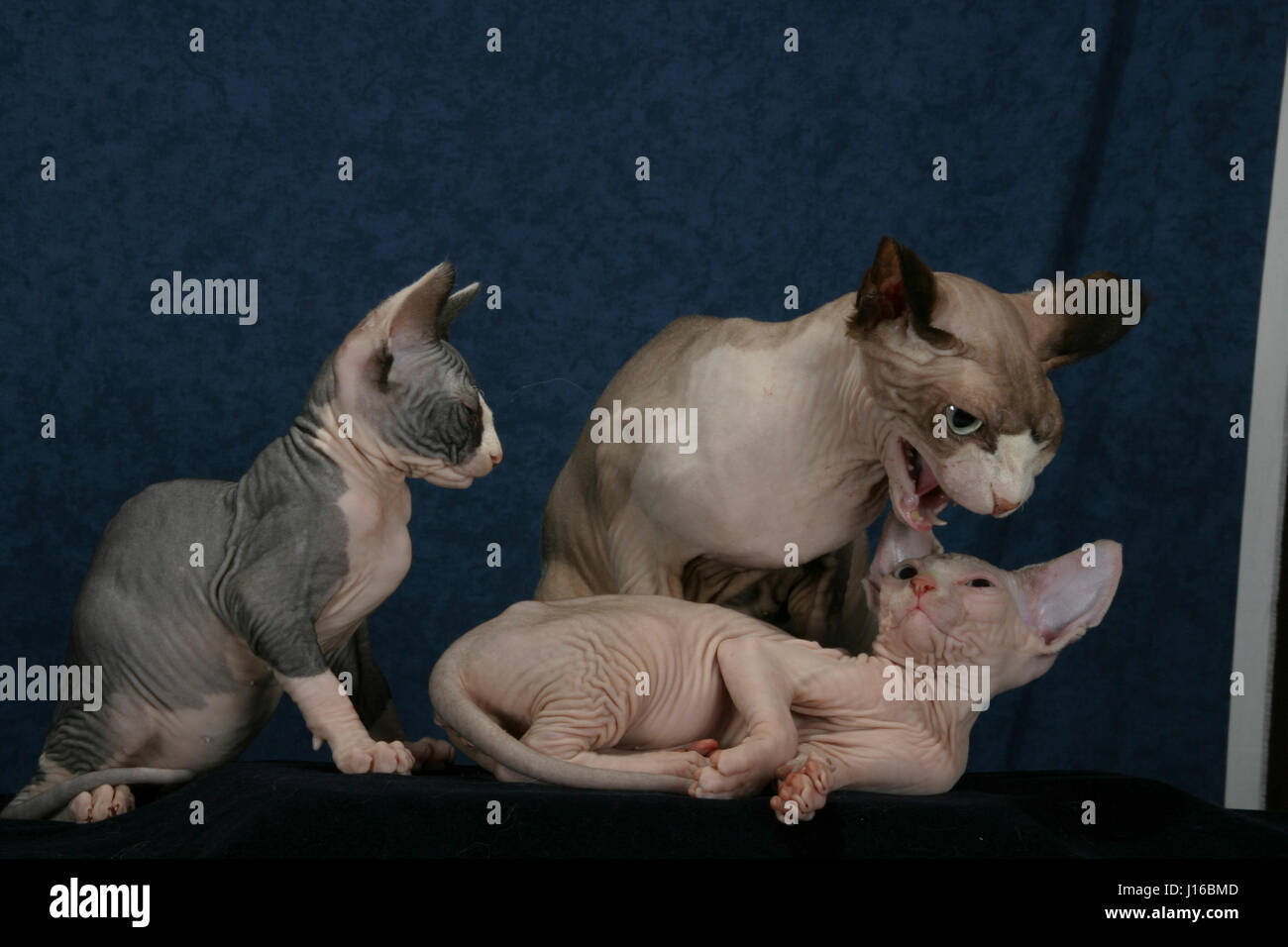 PLYMOUTH, UK: Sphinx Katzen sehen aus wie Gremlins – kleine Monster in diesem Foto-Shooting mit einem Unterschied. Diese SQUABBLING-Familie also aussehen wie ein Rudel von Dämonen als Mutter versucht, ihr frechen Kätzchen zu disziplinieren. Mutter Cleo fand sich mit schelmischen Mühe laid-back Tochter Pinky verhindern, nachdem er auf seine Schwester Kommissionierung war. Wie diese Bilder zeigen sieht der kurze Kampf höllischen. Wie andere Fotos beweisen, die teuflisch aussehenden Katzen können aber wiederum in perfekte kleine Engel in der ein Wimpernschlag. Die besondere Rasse Name Sphinx Katzen schauen ganz behaart und haben riesige Ohren, sie Schnitt aussehen zu machen Stockfoto