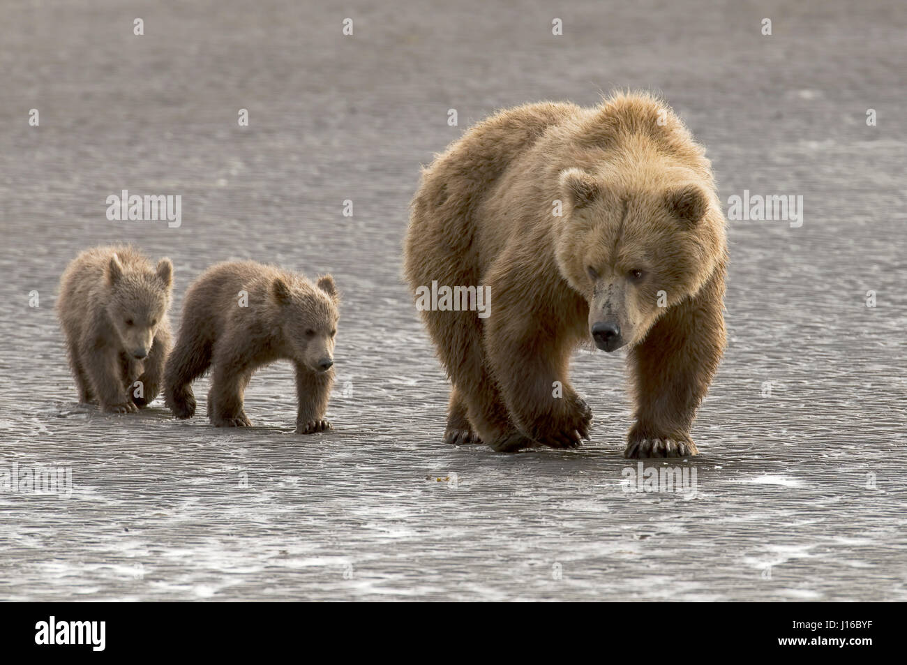 KATMAI Nationalpark, ALASKA: Ein Mama Grizzlybär führt ihre Jungen über den Sand. AUCH die VERKEHRSREICHSTEN der Mütter sollte dieser Moma Grizzly Bär gedenken, die hat drei Wild energiegeladenen jungen zu betreuen. Vom Klettern auf Mama zu Prellen über wie ein paar Jack Kaninchen bei nur sechs Monate alt sind diese kleine freche Bärenjungen eine hohe Wartungskosten Wonneproppen. Bilder zeigen wie Mama Bär gelingt es schließlich zu bringen Disziplin mindestens zwei Mitglieder von ihr wenig Familien, da sie aber die Wildnis des Katmai, Alaska auf der Suche nach Nahrung und Obdach Truppe. Florida ansässige Fotograf Ju Stockfoto