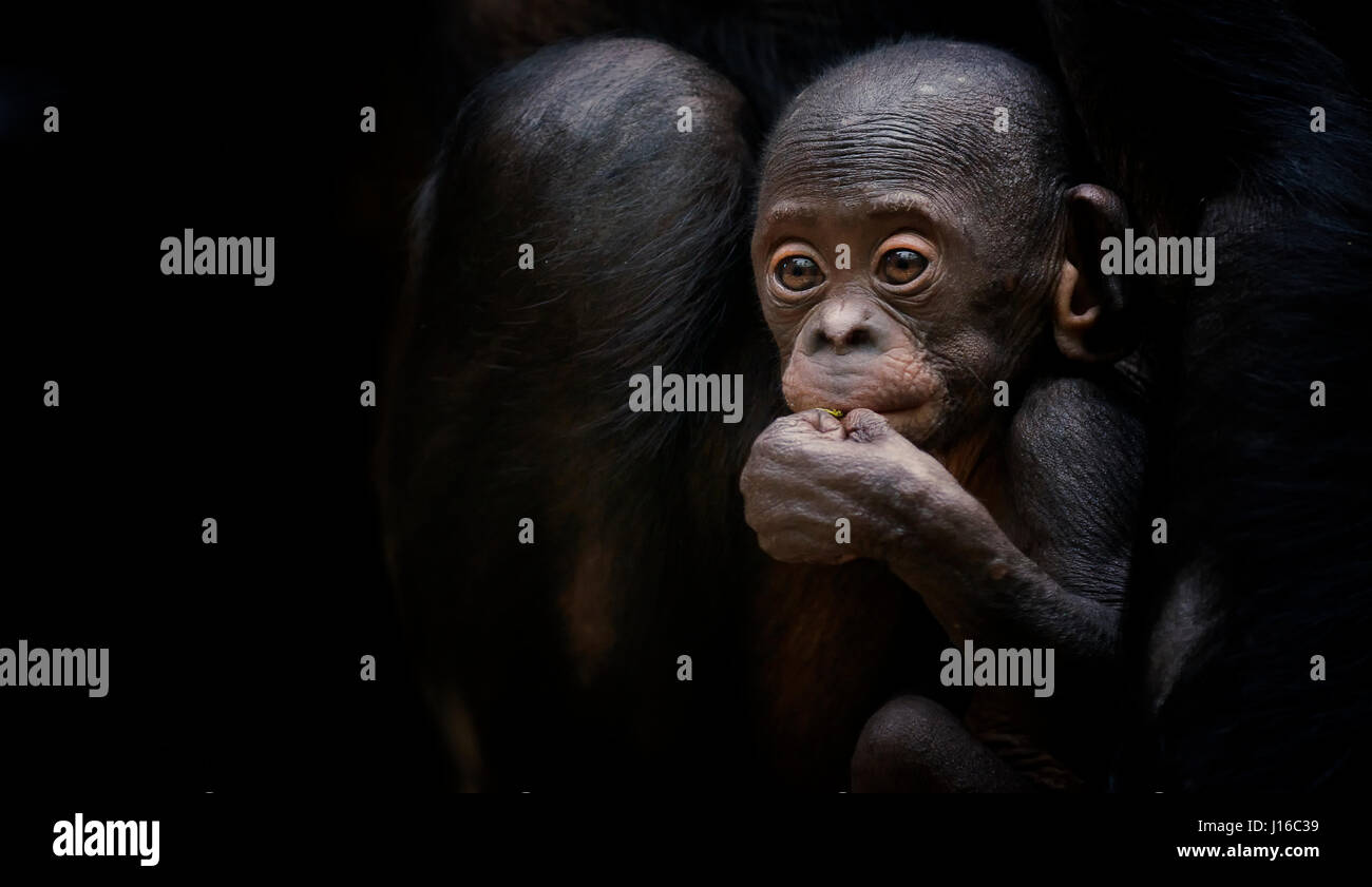 ZOO Frankfurt am Main: Eine Glatze Bonobo Krankenschwestern auf seine Mutter. Das süßeste könnte Herz schmelzen Aufnahmen von Baby Primaten, die Sie in diesem Jahr sehen. Von einer seltenen und liebenswert kahl Bonobo Krankenpflege auf seine Mutter zu einem pelzigen Gorillababy einfach nur glücklich, in einem Haufen von Stroh diese kleinen Affen spielen werden eines Tages mächtige Kreaturen – aber für den Moment sind sie kleine Bündel von Freude. Andere Bilder sind ein Orang-Utan-Baby einfach nur glücklich, lebendig zu sein, süße Bonobos und ein junger Schimpanse dehnen wie in Yoga-Pose. Neugeborenen-besessen Fotograf und tierischen Handler Sonja Probst (46) aus Bayern nahmen einen 3.600 Meile Wirbel Stockfoto