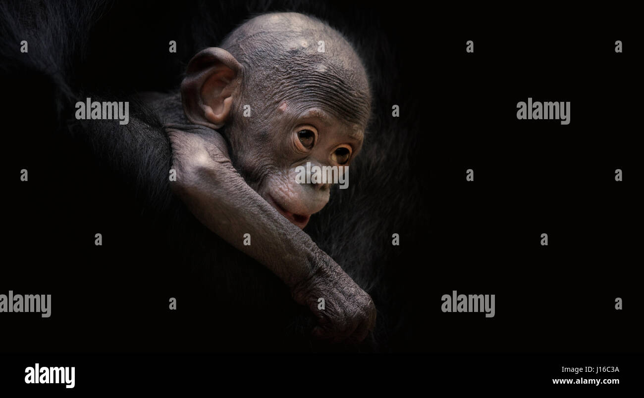 ZOO Frankfurt am Main: Eine Glatze Bonobo Krankenschwestern auf seine Mutter. Das süßeste könnte Herz schmelzen Aufnahmen von Baby Primaten, die Sie in diesem Jahr sehen. Von einer seltenen und liebenswert kahl Bonobo Krankenpflege auf seine Mutter zu einem pelzigen Gorillababy einfach nur glücklich, in einem Haufen von Stroh diese kleinen Affen spielen werden eines Tages mächtige Kreaturen – aber für den Moment sind sie kleine Bündel von Freude. Andere Bilder sind ein Orang-Utan-Baby einfach nur glücklich, lebendig zu sein, süße Bonobos und ein junger Schimpanse dehnen wie in Yoga-Pose. Neugeborenen-besessen Fotograf und tierischen Handler Sonja Probst (46) aus Bayern nahmen einen 3.600 Meile Wirbel Stockfoto