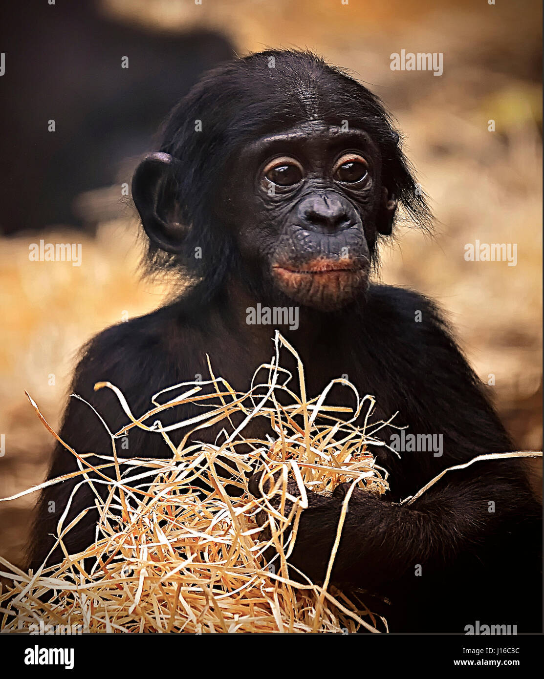 Frankfurter ZOO, Deutschland: Ein Baby Bonobo spielt im Stroh. Das süßeste könnte Herz schmelzen Aufnahmen von Baby Primaten, die Sie in diesem Jahr sehen. Von einer seltenen und liebenswert kahl Bonobo Krankenpflege auf seine Mutter zu einem pelzigen Gorillababy einfach nur glücklich, in einem Haufen von Stroh diese kleinen Affen spielen werden eines Tages mächtige Kreaturen – aber für den Moment sind sie kleine Bündel von Freude. Andere Bilder sind ein Orang-Utan-Baby einfach nur glücklich, lebendig zu sein, süße Bonobos und ein junger Schimpanse dehnen wie in Yoga-Pose. Neugeborenen-besessen Fotograf und tierischen Handler Sonja Probst (46) aus Bayern nahmen eine 3.600 Meile Wirbelwind t Stockfoto